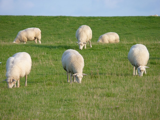 Sheep - PredictandPrepare.com