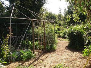 garden chicken wire fence - Predict and Prepare .com